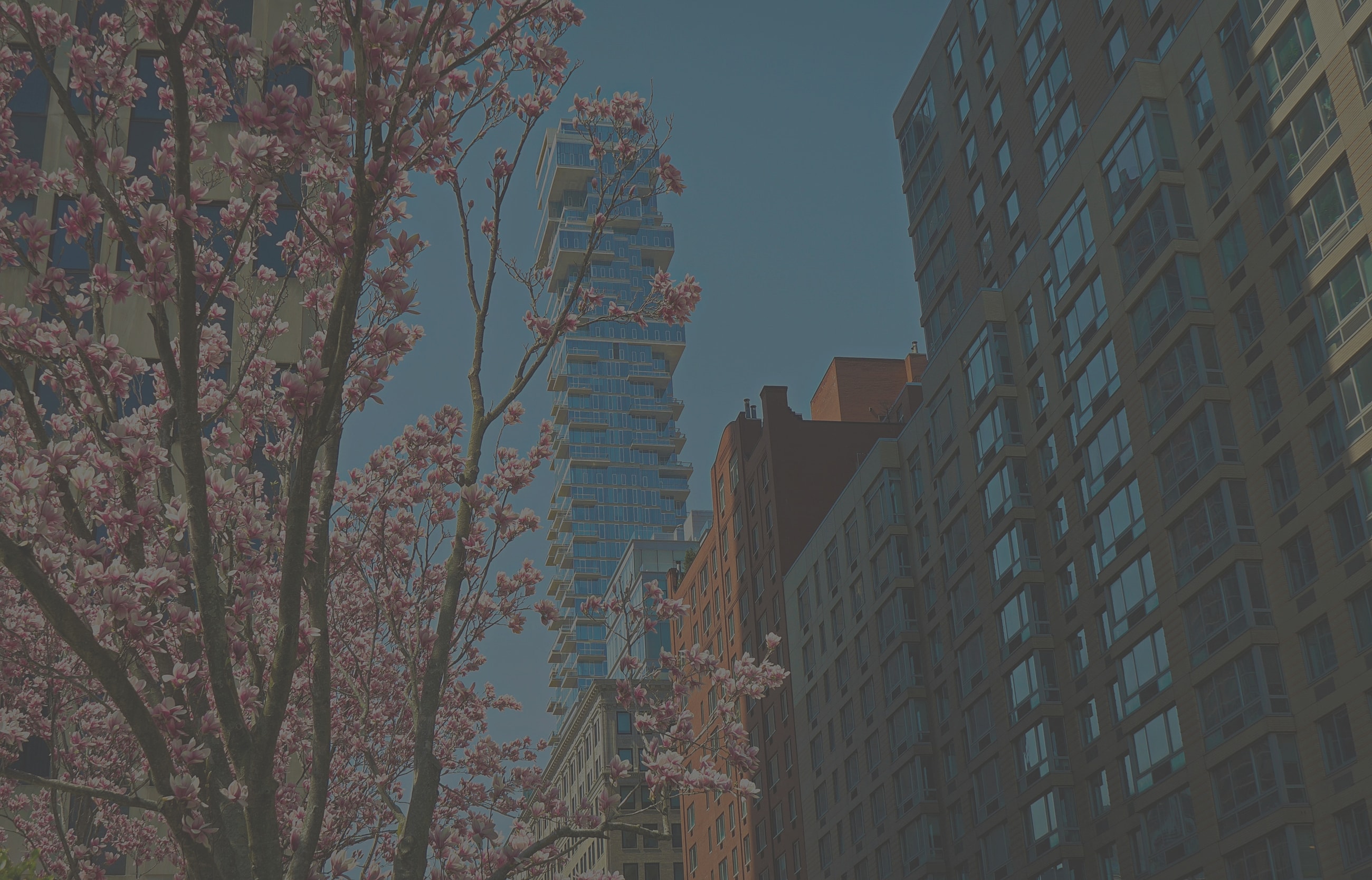 Fountain surrounded by trees and skyscrapers.